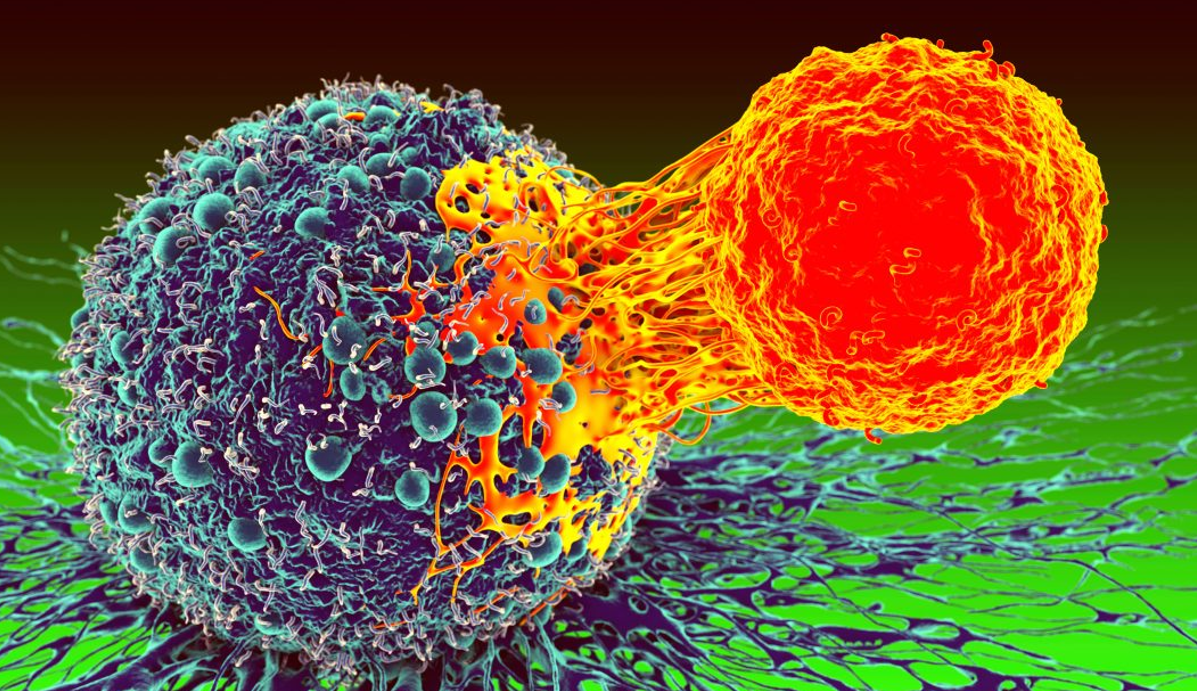 هموار شدن راه برای درمان های دقیق توسط درمان های مبتنی بر سلول های T اختصاصی بافت